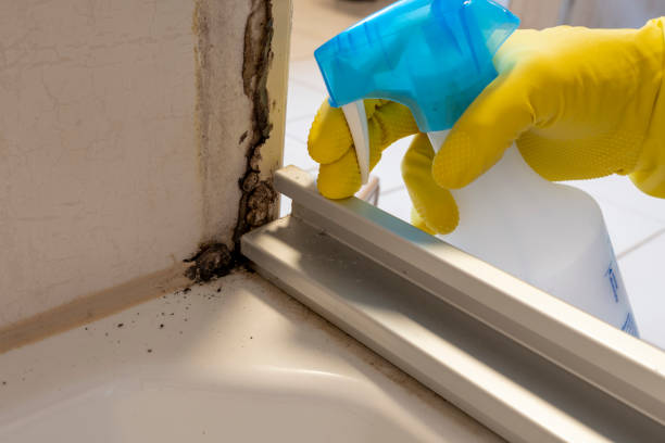 Trusted Perth Amboy, NJ Mold Prevention & Removal  Experts