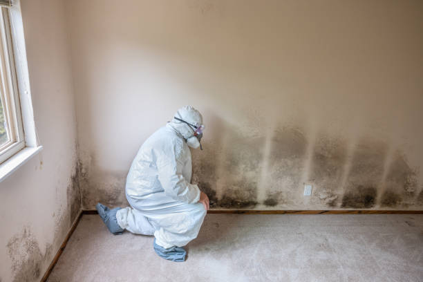 Mold Prevention & Removal